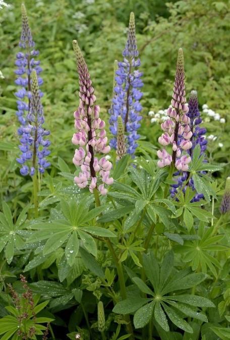 10 1.2.4 Komealupiini Lupiini eli komealupiini (Lupinus polyphyllus) on monivuotinen hernekasvi, joka voi kasvaa 1-1,5 metrin korkuiseksi.