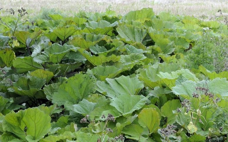 11 1.2.5 Etelänruttojuuri Etelänruttojuuri (Petasites hybridus) on kookas ja monivuotinen kasvi, joka on Suomessa luokiteltu haitalliseksi vieraslajiksi.