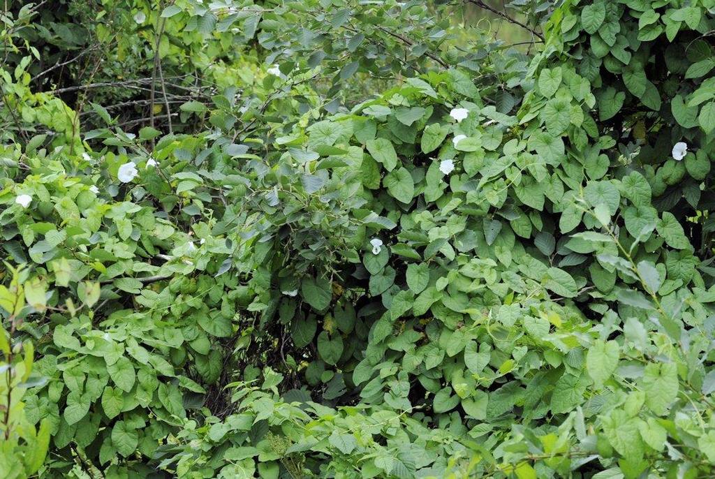 12 1.2.6 Valkokarhunköynnös Valkokarhunköynnös (Convolvulus sepium) eli elämänlanka tai isokierto on monivuotinen, köynnöstävä ruoho, joka voi olla useiden metrien pituinen.