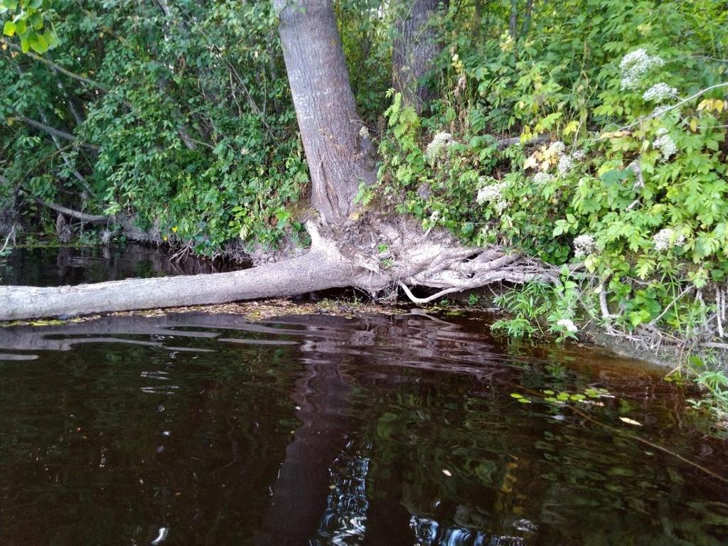 18 Tiistenjoen alueella jokivartta ympäröivät paikoitellen jyrkät jokitörmät, joilla kasvoi isoja puita.