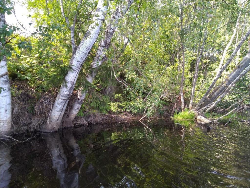 20 Kuva 13. Maansortuma Hourunkosken alajuoksulla. Kuva: Panu Palonen. Lapuan taajaman kohdalla eroosion torjunta näkyi selvästi.