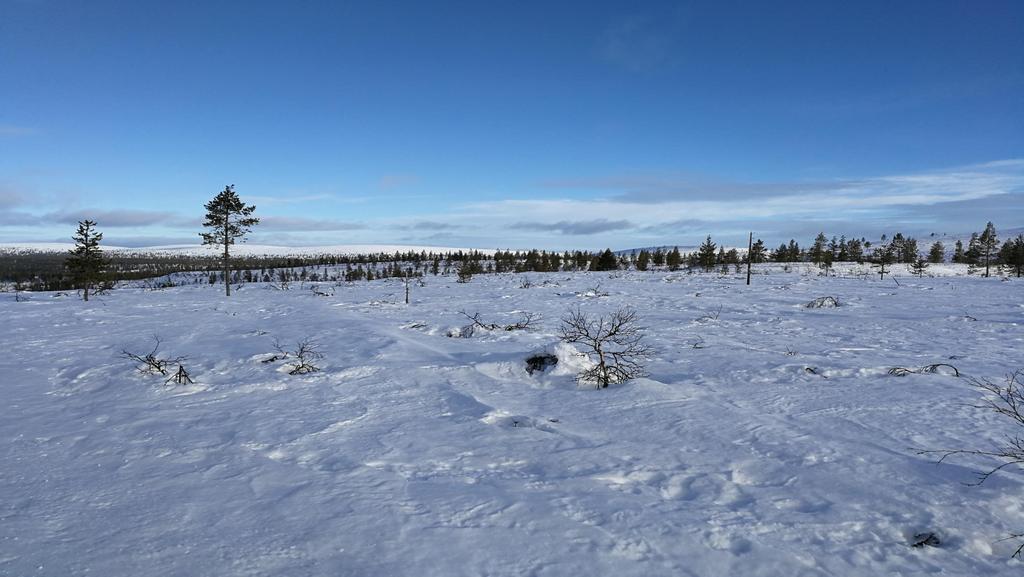 Kummiperhe olisi ollut hyvä.