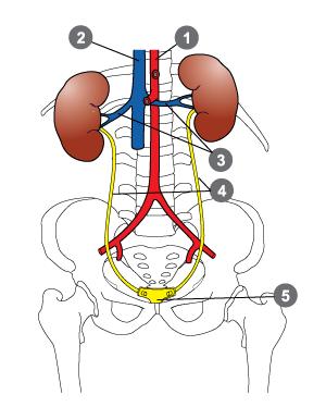 12 4 KROONINEN MUNUAISTEN VAJAATOIMINTA 4.1 Munuaisten rakenne ja toiminta Munuaiset sijaitsevat (kuva 1) selkärangan molemmin puolin selkä- eli dorsaalipuolella.