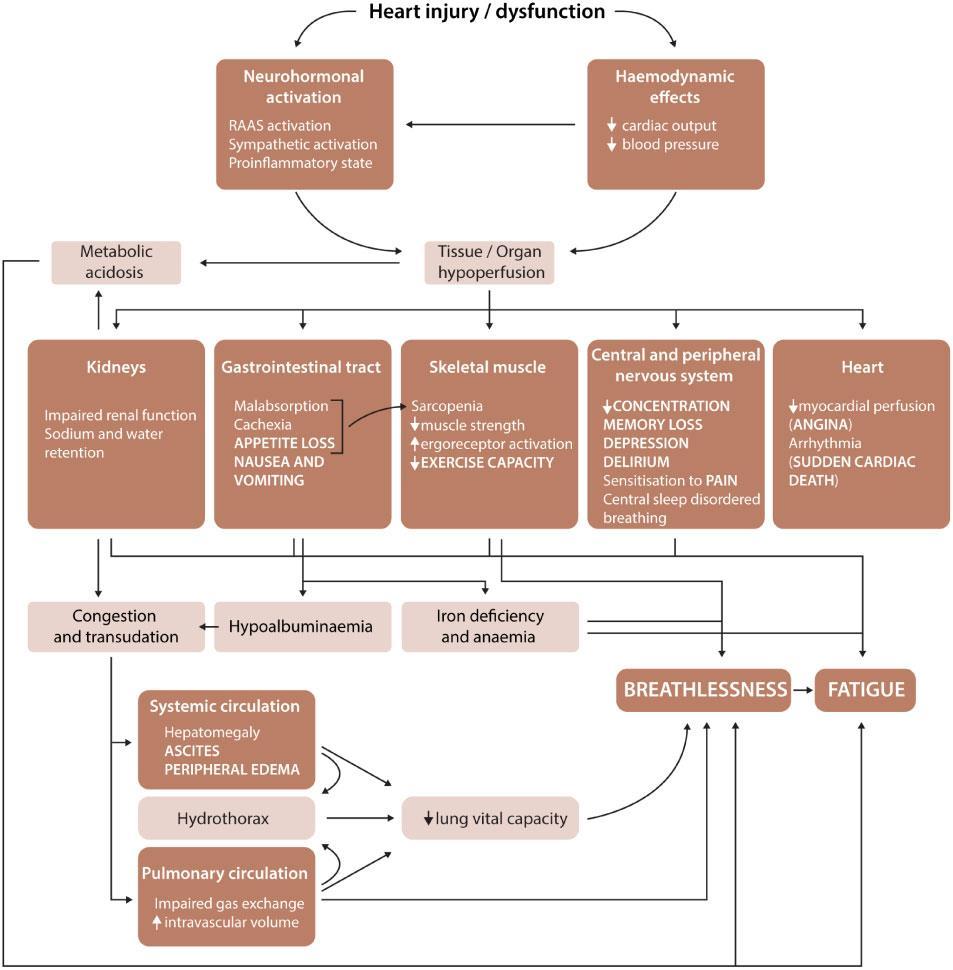 OIREIDEN PATOFYSIOLOGIASTA EAPC 2019 