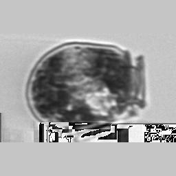Examples of the resized