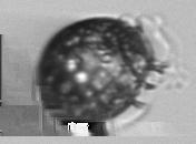the input is usually classified to the class with the largest posterior probability.