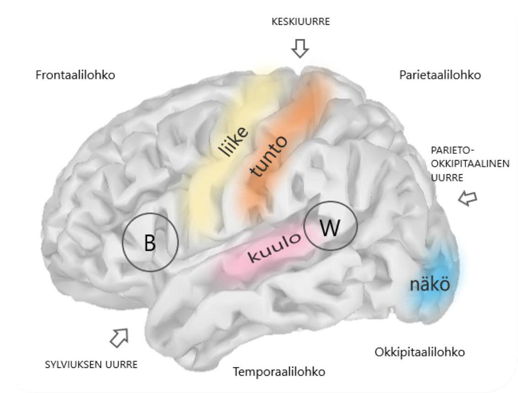 Kuva 1 Aivojen anatominen rakentuminen ja kielelliset toiminnot. Ympyröity B on kuvaamassa Brocan, ja ympyröity W Wernicken alueiden sijoittumista aivokuorella.
