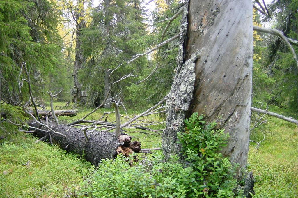 hiilinielut) Pitkäaikaisten ja luotettavien mittausten avulla voidaan seurata