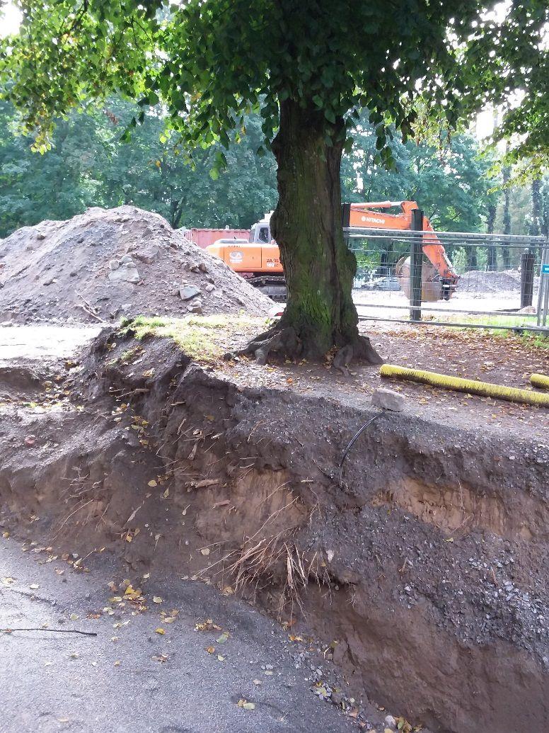 suuren puun lähellä kaivaminen aiheuttaa vaaratilanteen juuristovaurio