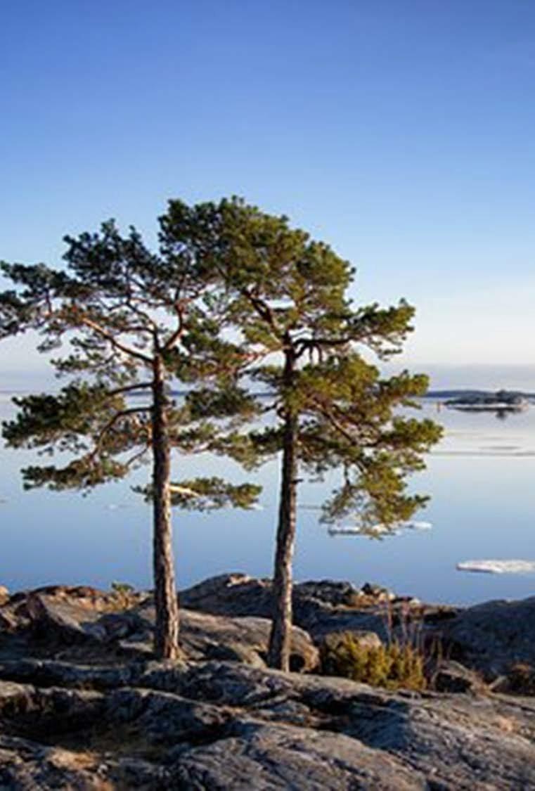 Vastuullisuussuuntaus vaikuttaa OMISTAJIEN VALINNAT Tavoitteena ei enää vain kulutusmahdollisuuksien lisääntyminen vaan vaikuttaminen Vastuullinen on taloudellista Omistajat päättävät Valitsevat