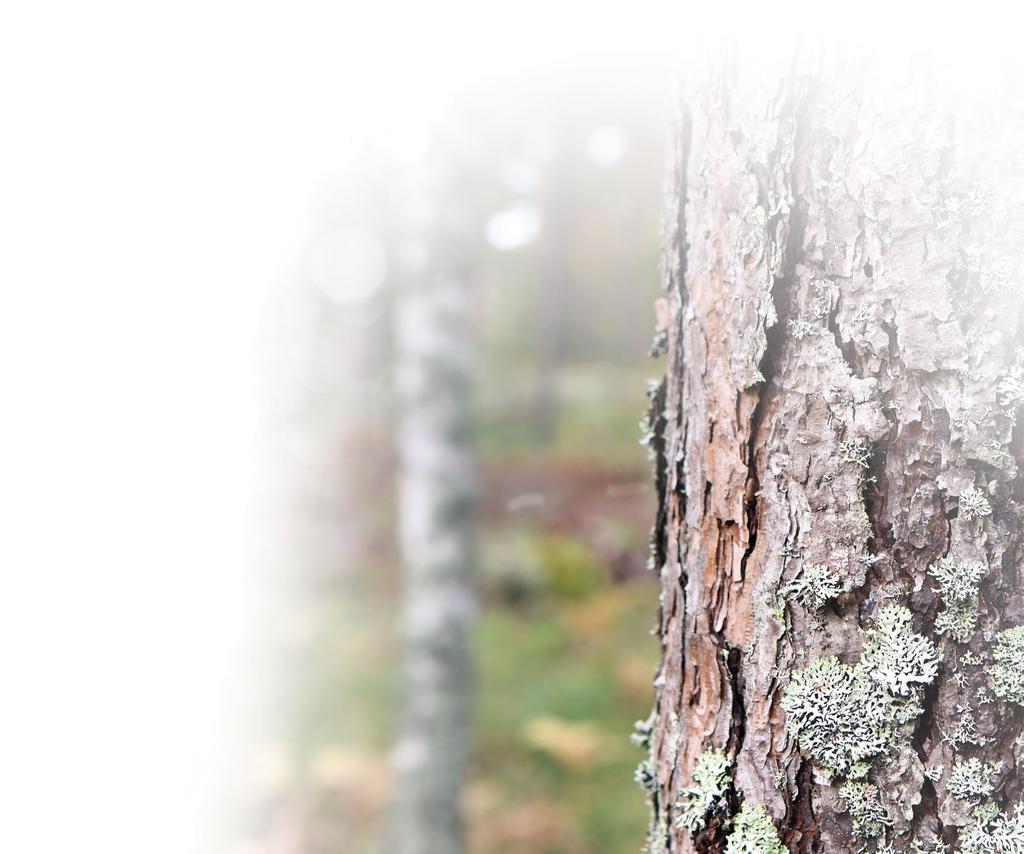 arvokas metsä. Oikea-aikaisesti toteutettu taimikonhoitotyö säästää metsänhoidon kokonaiskustannuksia. Ensiharvennus Ensiharvennus tehdään nuoreen metsään.
