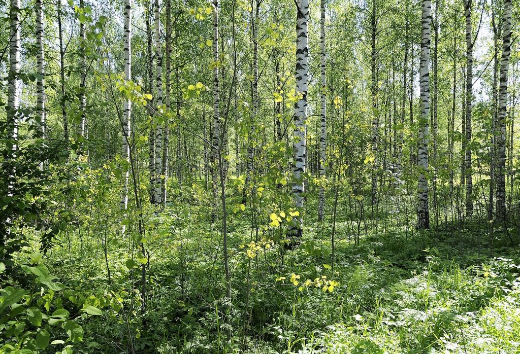 Maunula, Helsinki. Kuva: Seppo Tuominen (Linnaea borealis) peittävyys on pienempi kuin varttuneissa metsissä, mutta suurempi kuin vanhoissa metsissä.