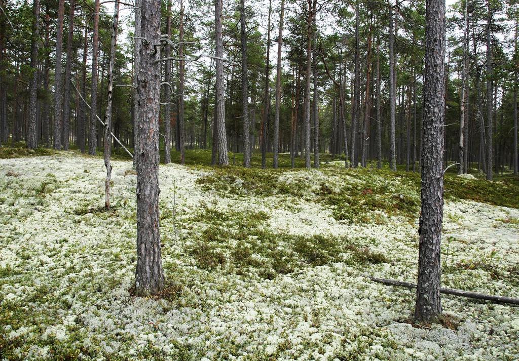 Keskiniemi, Hailuoto. Kuva: Seppo Tuominen Kangasmetsätyyppien bioottisen laadun muutosta (kriteeri D) arvioitiin VMI-aineistoista saatavissa olevien metsän rakennemuuttujien avulla.