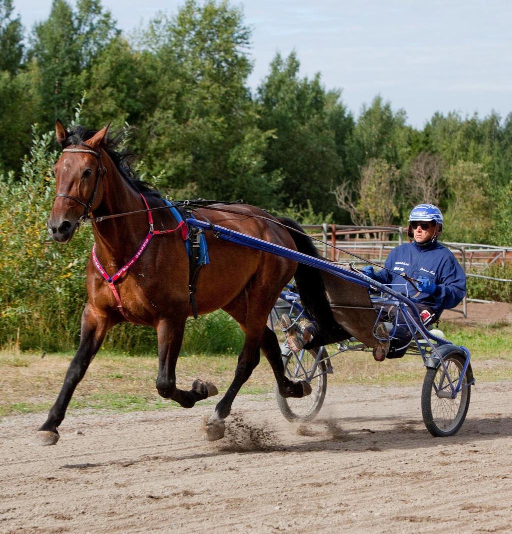 Sisältö Kyselyn toteutus Tärkeimmät osaamiset Visio suomalaisesta hevostaloudesta