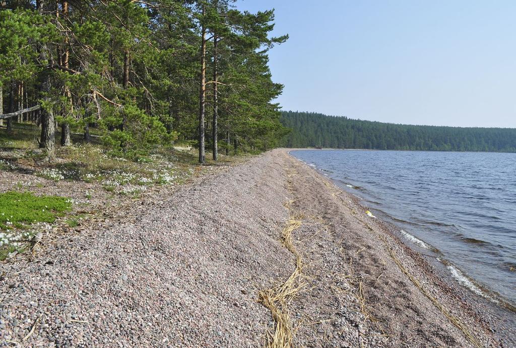 Saimaa, Taipalsaari. Kuva: Anssi Teppo Veden alla sora- ja somerikkovyöhyke voi loivilla pohjilla ulottua melko pitkällekin ja usean metrin syvyyteen.