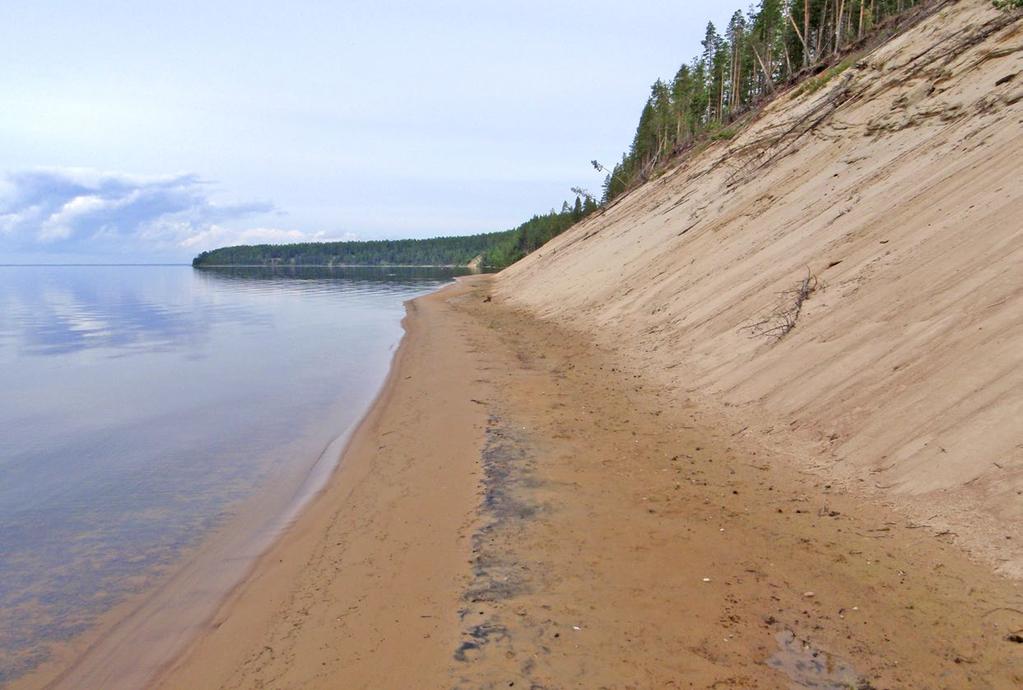 Sisävedet ja rannat Oulujärvi. Kuva: Jari Teeriaho sammal (Polytrichum piliferum), kangaskarhunsammal (P. juniperinum) ja nuokkuvarstasammal (Pohlia nutans).