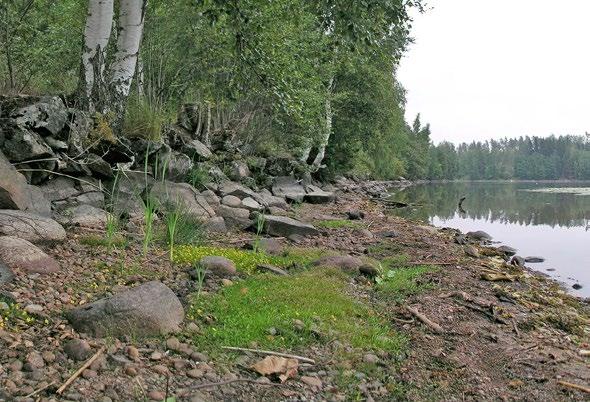 tavanomaisia rantakasveja, usein myös suokasveja. Jos rannoilla on tihkuvesien vaikutusta, siellä esiintyy myös vaateliaampaa lajistoa.