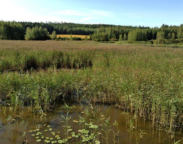 pensaikkoluhtiin ja kehittyvät sukkession myötä luhtaisiksi ja korpisiksi suoluontotyypeiksi.