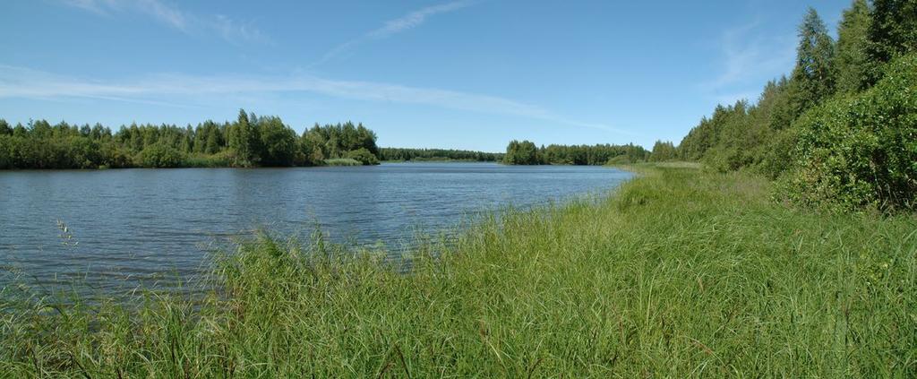 Karjasaari, Kotka. Kuva: Seppo Tuominen tupassara (C. nigra subsp. juncella). Vaateliaat ja harvinaiset lähdesara (C. paniculata) ja vankkasara (C.