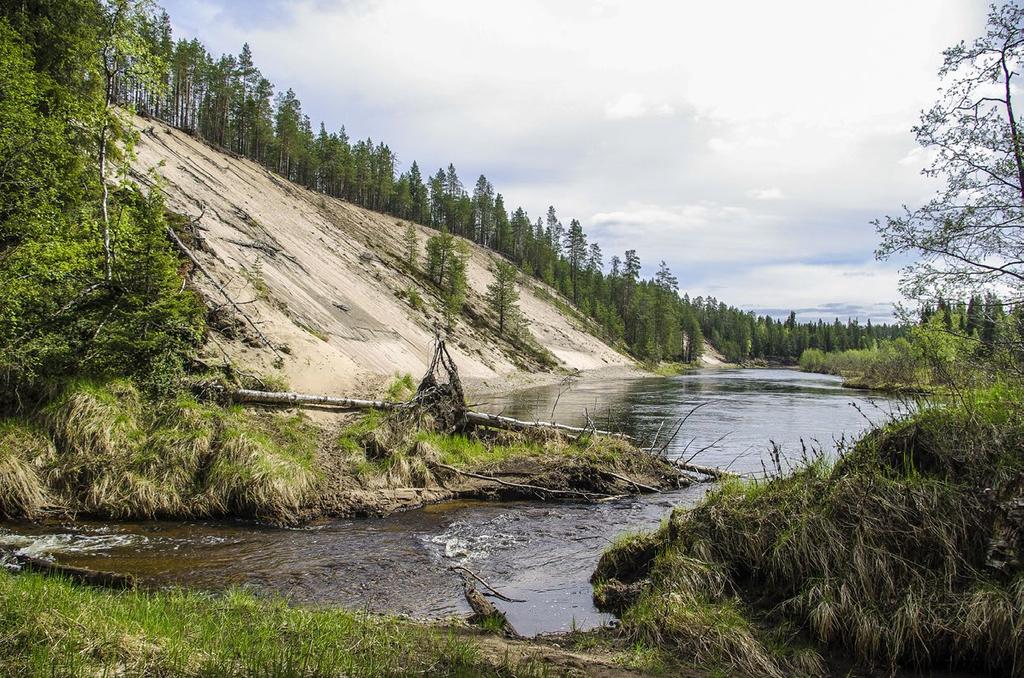 Sisävedet ja rannat Oulankajoki, Kuusamo. Kuva: Jari Ilmonen kasvipeite ja kasvilajisto korvautuvat pysyvällä niitty-, pensaikko- ja metsäkasvillisuudella.