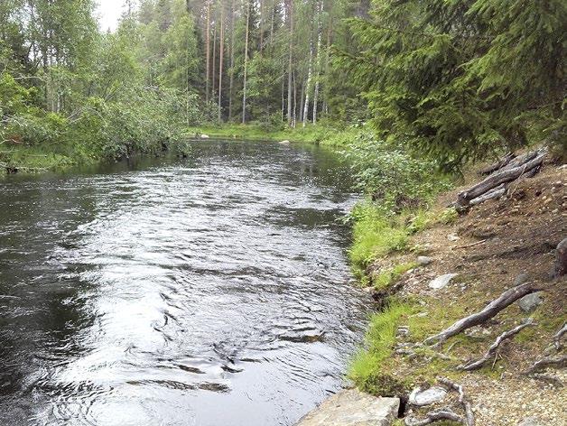 Vaikkojoki, Kaavi. Kuva: Antti Lammi poikkileikkausprofiililtaan jyrkemmistä jokilaaksoista, missä joki vaihettuu lähes suoraan ympäröivään metsämaastoon.