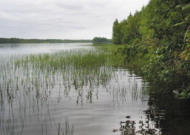 Arvioinnin perusteet: Suuret humusjärvet arvioitiin koko maassa ja Etelä-Suomessa silmälläpidettäviksi (NT) menneen 50 vuoden aikajaksolla tapahtuneen bioottisen laadun muutoksen perusteella (D1).