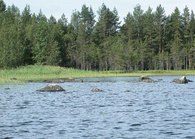 Sääksjärvi, Juva. Kuva: Jarkko Leka Botaaniselta järvityypiltään (Maristo 1941; Tikkanen 1972) matalat humusjärvet ovat tavallisesti Equisetumtai Nuphar-tyypin järviä.