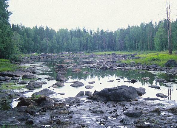 Louhujärvet, Toivakka. Kuva: Antti Lammi Liittyminen muihin luontotyyppeihin: Kausikuivat lammet vaihettuvat usein suoaroihin ilman selvää rajaa.