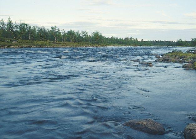 Esiintyminen: Tunturialueen purot ja pikkujoet ovat erittäin yleisiä Tunturi-Lapissa, harvinaisempia tunturialueilla Metsä-Lapissa.