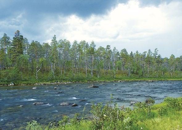 Arvioinnin perusteet: Savimaiden purot ja pikkujoet arvioitiin äärimmäisen uhanalaisiksi (CR) pitkällä aikavälillä tapahtuneiden abioottisten laatumuutosten vuoksi (C3).