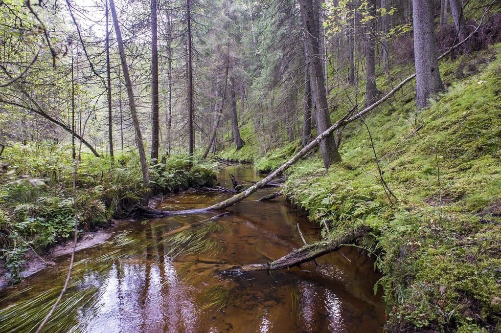 Varesjoki, Salo. Kuva: Jari Ilmonen pailussa menestyville kasvilajeille, ja toisaalta eroosio vaikuttaa rantakasvillisuuteen.