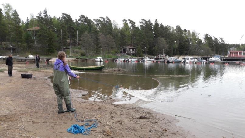 aluevedet (rannikko) 0 1,8 1 8 1 5 Suomessa tutkittuja lajeja: - silakka, kilohaili, kolmipiikki (avovesi) -