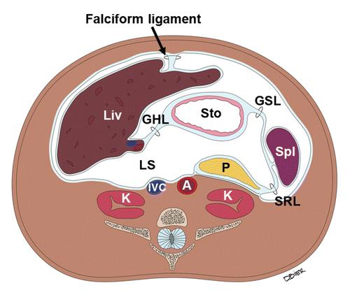 Liv = liver, Sto = stoma ch, Spl = spleen, K = kidney, A = aorta, SRL = splenorenal