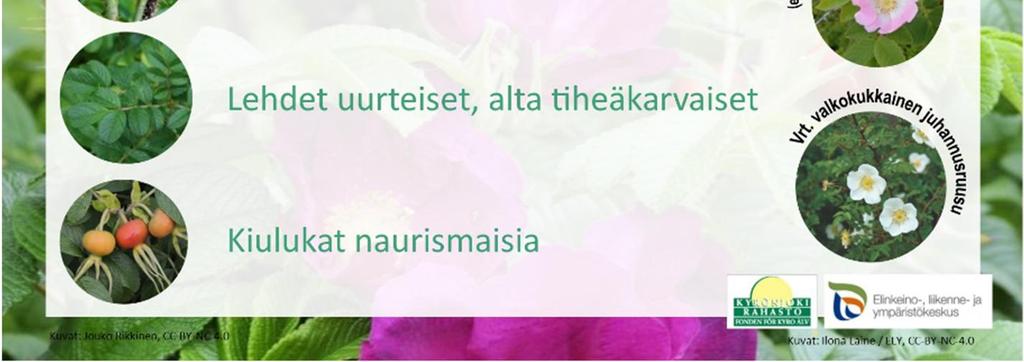 Lehdykät ovat sahalaitaisia 2-5 cm pitkiä. Kiulukat ovat nauriinmuotoiset eli päältä litistyneet.