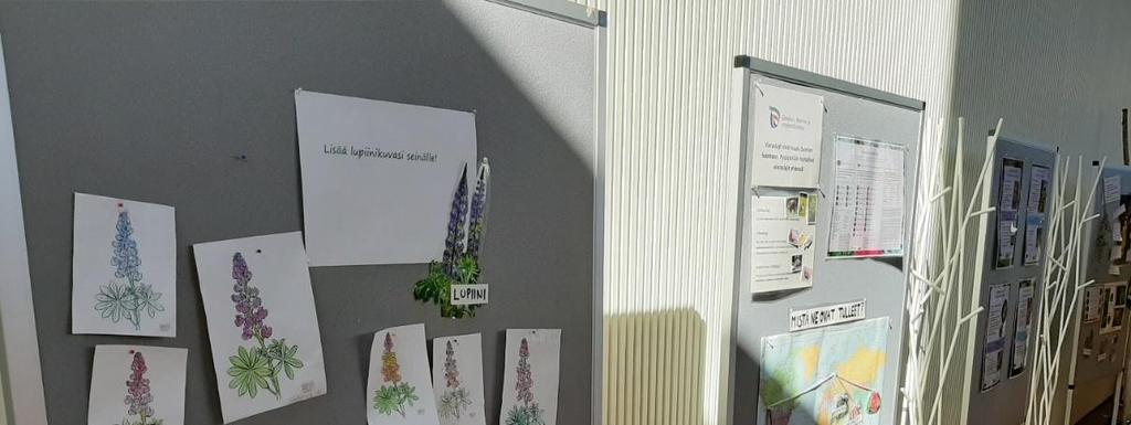 Kuva 11. Näyttely Seinäjoen pääkirjastossa. Näyttelyn aikana lupiinien värityskuvia sai kiinnittää osaksi näyttelyä.