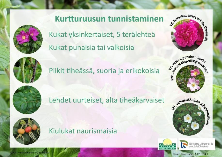 Kesäkuussa tapahtuneet vieraslajiasetuksen muutokset ovat aiheuttaneet kansalaissa hämmennystä ja ihmetystä.