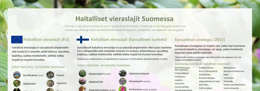 EU:n vieraslajiluettelossa oleville lajeille hallintasuunnitelmat on tehty EU-HAVI1 hankkeessa vuonna 2017 (Huusela-Veistola 2017) ja EU-HAVI2 hankkeessa vuonna 2019 (Huusela-Veistola 2019).
