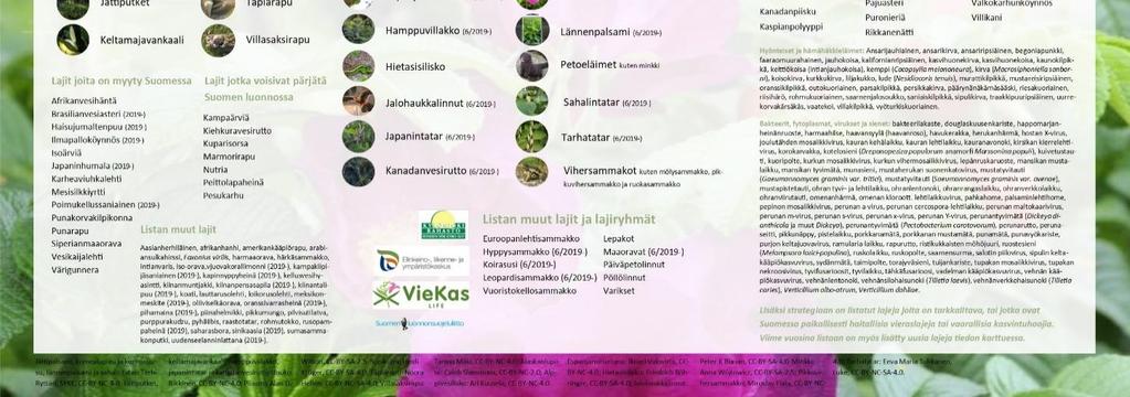 Kansallisen luettelon lajeille vastaava hallintasuunnitelma FIN-HAVI on valmistumassa keväällä 2020 ja se on tarkoitus hyväksyä saman vuoden kuluessa (Valtioneuvosto 2019).