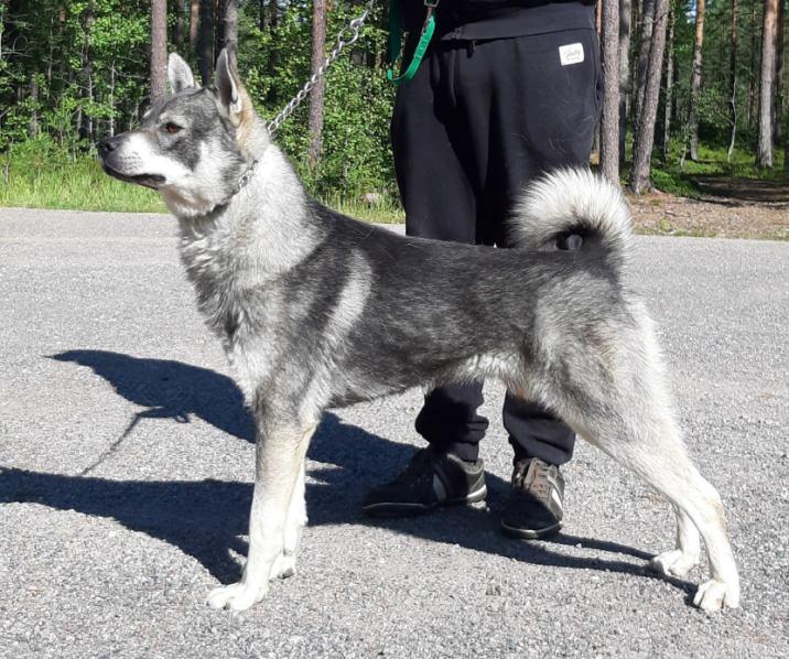 Onnentien kennel Marko ja Jutta Kiviluoma, Teuva Onnentien kennel on perustettu 2004, vuodesta 2016 eteenpäin virallisesti mukana