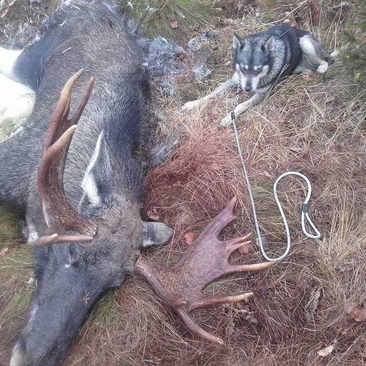 Ensimmäinen jämtlanninpystykorva pentue syntyi 2015, jonka jälkeen pentueita on syntynyt joka kevät.