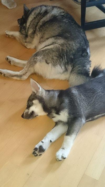 Kasvattaja kurssin kävin 2015, jolloin kennel perustettiin.