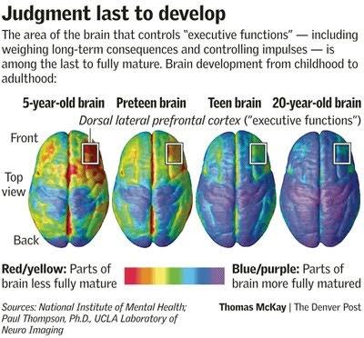 Aivot kehittyvät aikuisuuteen
