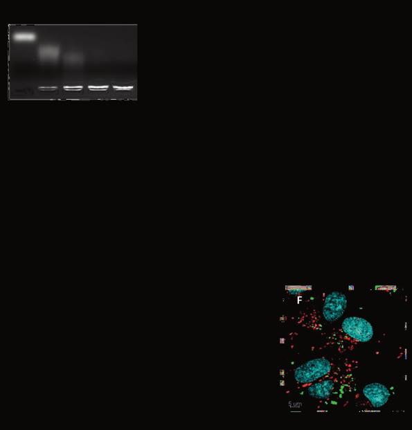 33 Figure 14. sirna complexation and cellular delivery.
