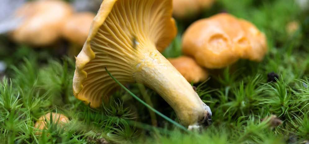 Onko sinulla kaikki TARVIT TAVAT VÄLINEET syksyn sieniretkille?