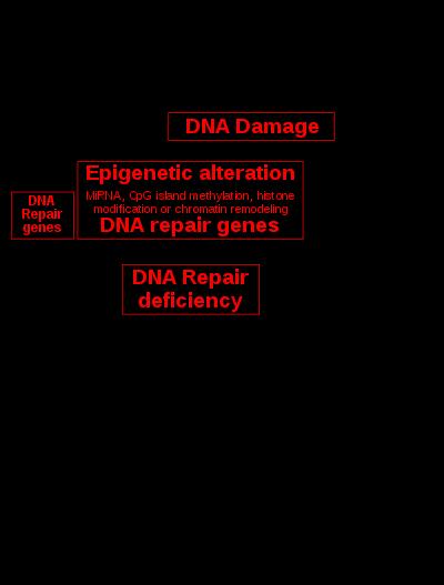 Säteilyn vaikutus DNA vaurio Ensimmäinen säteilyn aiheuttama syöpä oli ihon levyepiteelikarsinooma.