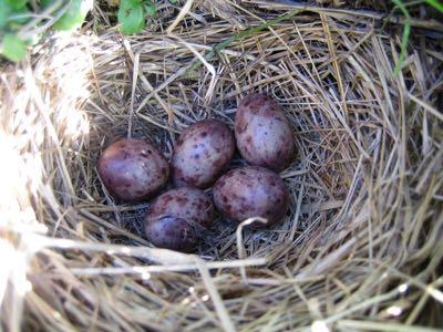 Retkivinkkejä Pidä kirjaa kotipihan pinnoista Etsi itsellesi mieluisat ja helposti saavutettavat paikat ja seuraa vuoden mittaan Lintutornit, kallionlaet, pellot, niemet hyviä muutonseurantaan Lähde