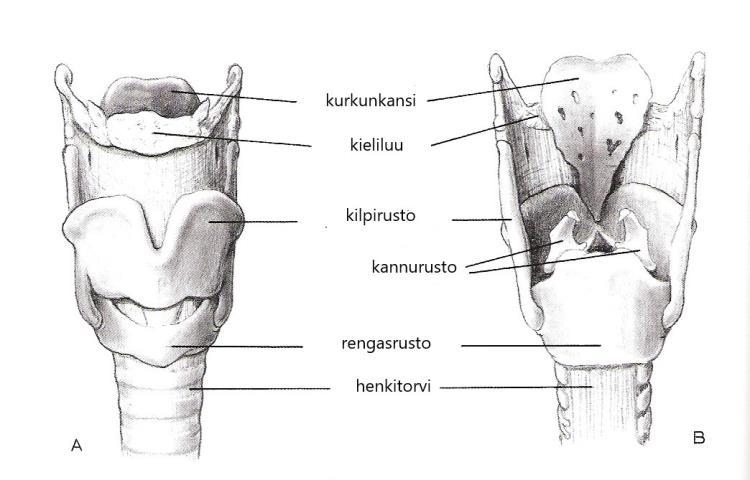 14 Kurkunpää (larynx) sijaitsee henkitorven yläpäässä. Se muodostuu rustoista. Äänihuulet sijaitsevat niistä suurimman, kilpiruston (cartilago thyroidea), sisällä.
