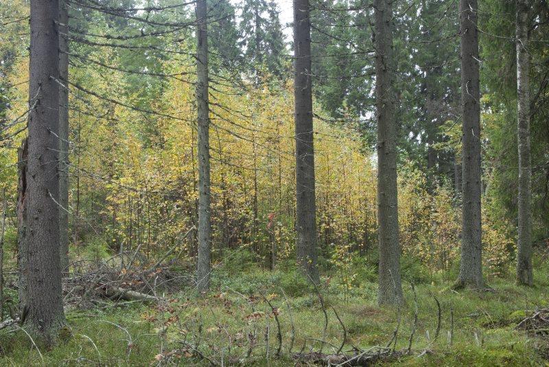 Häiriödynamiikkahanke: monimuotoisuutta metsänhoidossa suojelun rinnalla Suojelu- ja METSO-alueiden lisäksi tarvitaan monipuolisempia metsänkäsittelymenetelmiä Häiriödynamiikkahankkeessa on