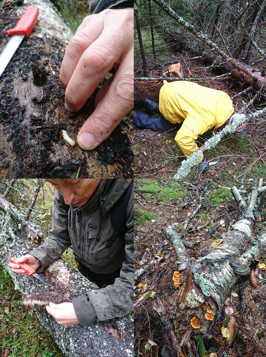 VERIZONA Miten metsäanalyysit timivat Uudellamaalla kuusivaltaisissa metsissä?