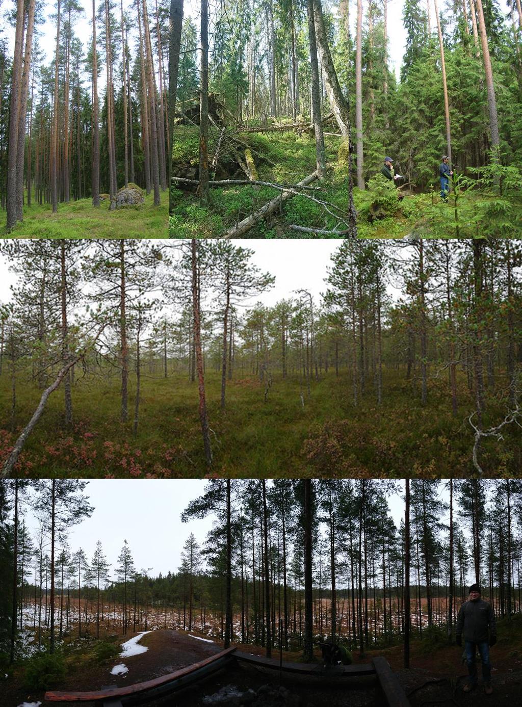 Metsien mnimutisuus ja hiili Kummallekin tärkeät alueet vai vain tiselle?